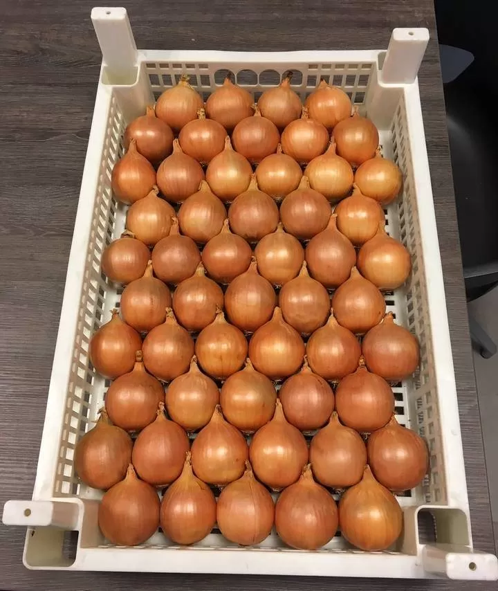 Хранение лука в ящиках